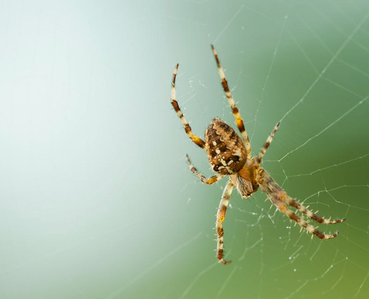 Brown spider in the web